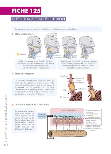 Mémo visuel de physiologie humaine - 3e éd. – vue 6