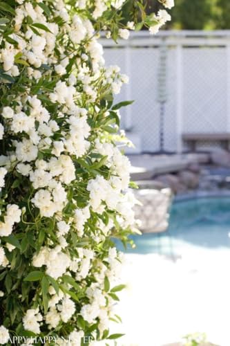 White Lady Banks Rose ‘Alba Plena’ Climbing Rose Plant