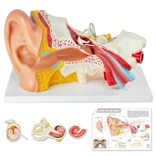 3X Vergrößerung 4-Teil Ohr Anatomisches Modell Äußeres mittleres Innenohr Modell für medizinische Anatomie und Physiologie Studie Forschung Lehre Display mit Basis, vergrößerte menschliche Ohr Modell