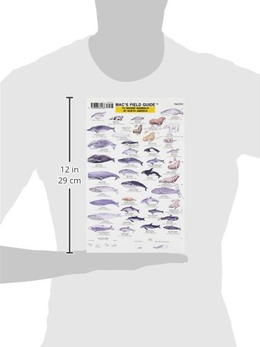 Mac's Field Guides: North American Marine Mammals (Mac's Guides (Paperback)) - Image 3