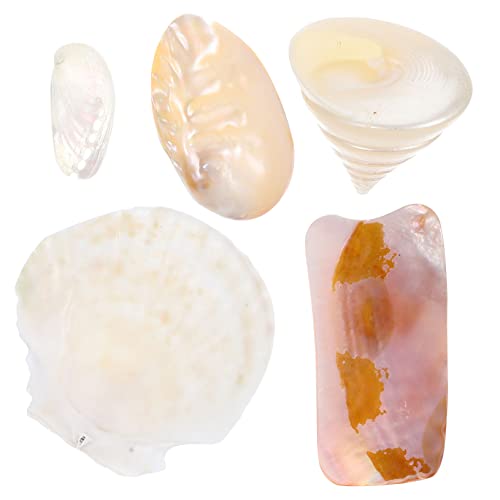 Alipis 5 Piezas Accesorios De Tiro Decoración De Conchas De Acuario Grandes Conchas Marinas Caracola Conchas Marinas Náuticas Conchas Marinas Naturales Conchas Naturales