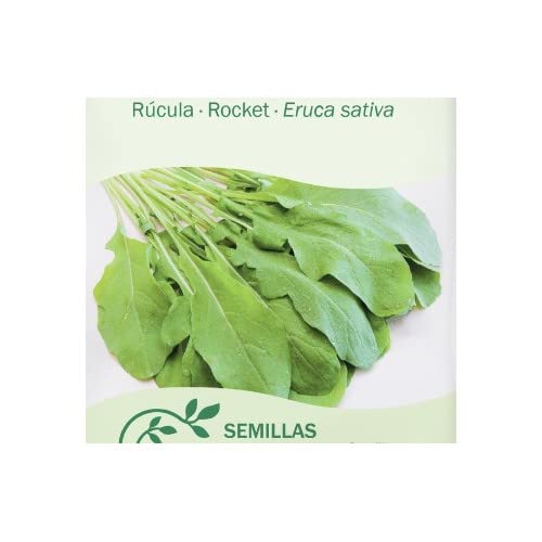 DECOALIVE Semillas de Planta de Rúcula Hierba Natural para Ensaladas