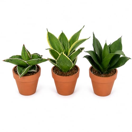Sansevieria Plant Set 3 Pack Snake Plants in 5.5cm Pot | Easy Care Indoor Houseplants | Assorted Mini Sansevieria | Nursery Pot Only | Air Purifying Succulent Style Plants