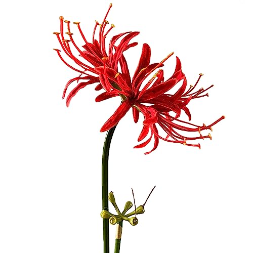 Image of 4 Stems 26.38'' Artificial Spider Lily Flowers Lycoris Radiata for Home Garden Decoration Red