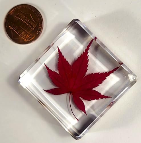 Image of 1.5 inch Real Red Japanese Maple Leaf in Crystal Clear Lucite Resin Specimen Dried Pressed Botanist Herb Herbarium Crafts Collection for Botany Science Education & Desk Ornament Display Supplies