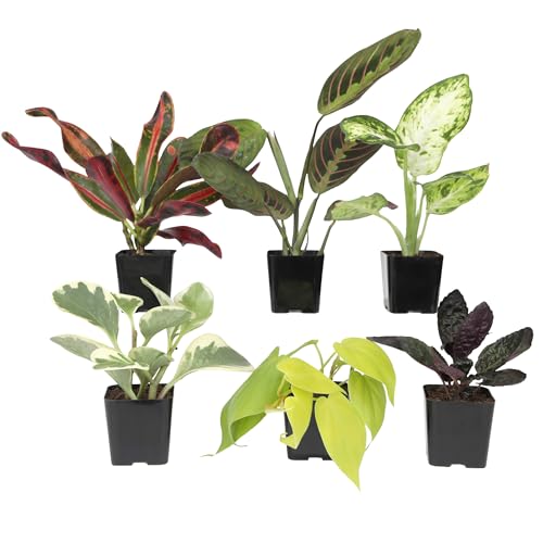 Easy to Grow Houseplants (Pack of 6), Live House Plants in Containers, Growers Choice Plant Set in...