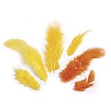 vogel orange federn Aufgrund unterschiedlicher Bildschirmdarstellungen sind Farbabweichungen möglich.