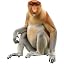 Proboscis Monkey