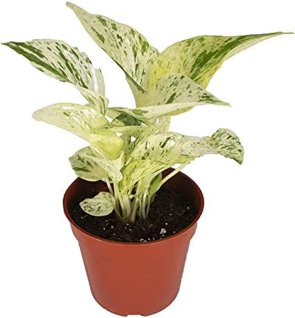 Organic Marble Queen Pothos Hybrid, Indoor Outdoor Garden Live Money Plant (1) (B0DFMT6FQR) Amazon Price History, Amazon Price Tracker