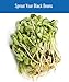 Grown in Washington Black Beans | 18 lb | Non-GMO | Kosher | Vegan | Non-Irradiated