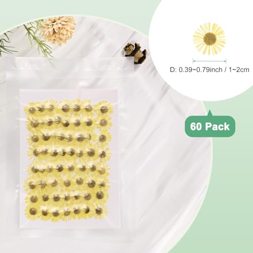 60 flores prensadas secas para manualidades miniatura 3