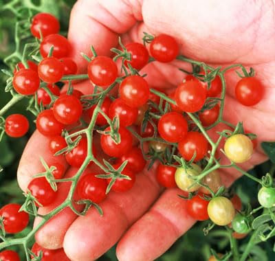 Bezelye Cherry Domates Tohumu 10+ Adet – Yüksek Verimli Mini Domates – Tatlı, Sulu ve Kolay Çimlenen