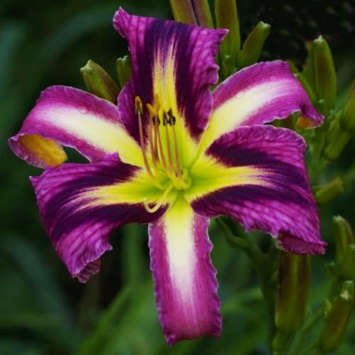 Rizoma de Hemerocallis perenne- Azucenas Daylily rizoma- Decuado para plantar al aire libre- Diseño de paisaje- Floración duradera-d-8 Rizomas