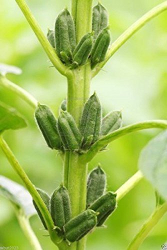Black SESAME PLANT SEEDS ( 1000 ORGANIC, SEEDS) Heirloom~ Can stored up to 5yrs - Image 7