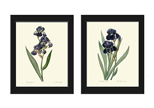 Blue Iris Wall Art Print Set of 2 Prints Beautiful Antique Flowers Botanical Illustration Picture Spring Summer Garden Plants Nature Home Decor Unframed RE LoveThePrint