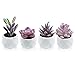 Artificial Plants Desk Fake Succulents Indoor Decor Office Room Decoration Small Tiny Realistic Plants in White Ceramic Potted (Purple,4 Pots)
