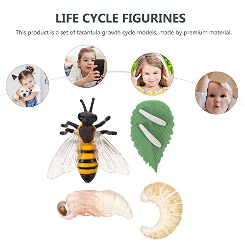 Toyvian 1 Conjunto Modelo Cognitivo De Vida Brinquedos De Ciclo De Vida Crescimento Ciclo De Vida Da