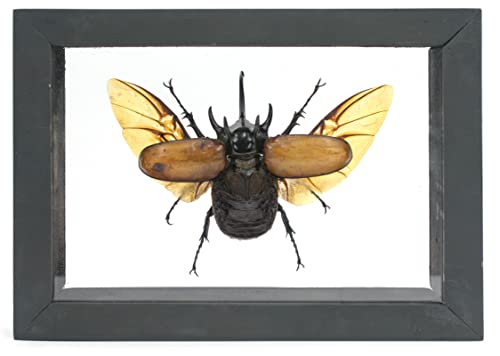 TAXIBUGS Authentic 5 Horn Beetle Eupatorus Gracilicornis Flying Form Taxidermy in 3D-Box Display Shadow Box Frame Sustainably Sourced (Black Wooden Box and Transparent Background)