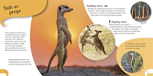 Animal Tails: A different look at the animal kingdom - Image 2