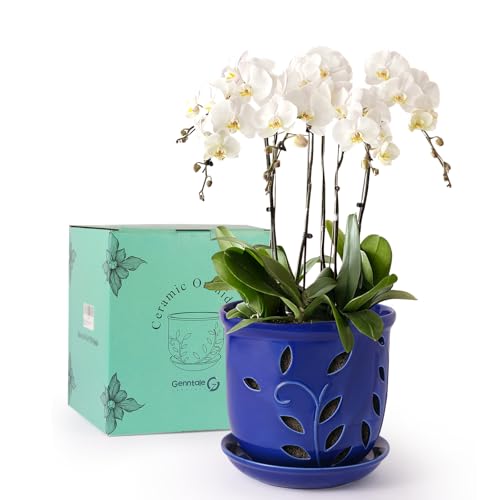Genntale 6.1 in Ceramic Orchid Pot with Holes &...