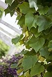 PlantaPro