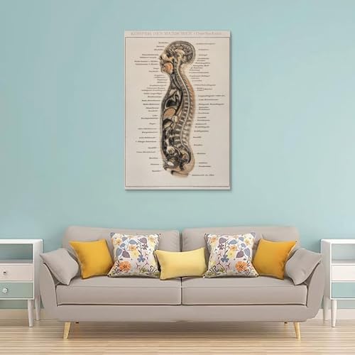 Impression sur toile moderne de qualité musée représentant une planche d'anatomie vintage - 2