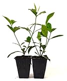 9GreenBox - Gardenia Jasminoides 'Veitchii' - Fragrant - 2 Pack