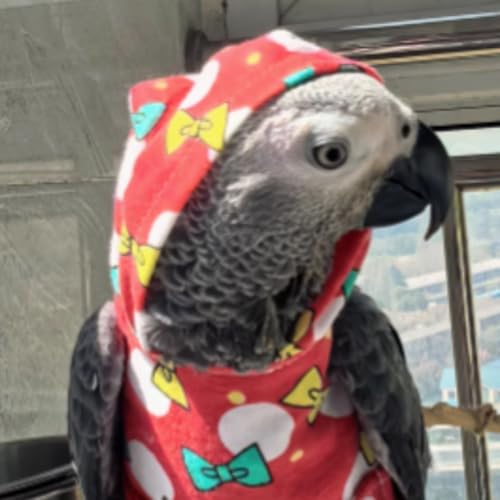 Linda roupa de pássaro vermelho, festa de Natal, fantasia de aniversário para papagaio, Halloween, a