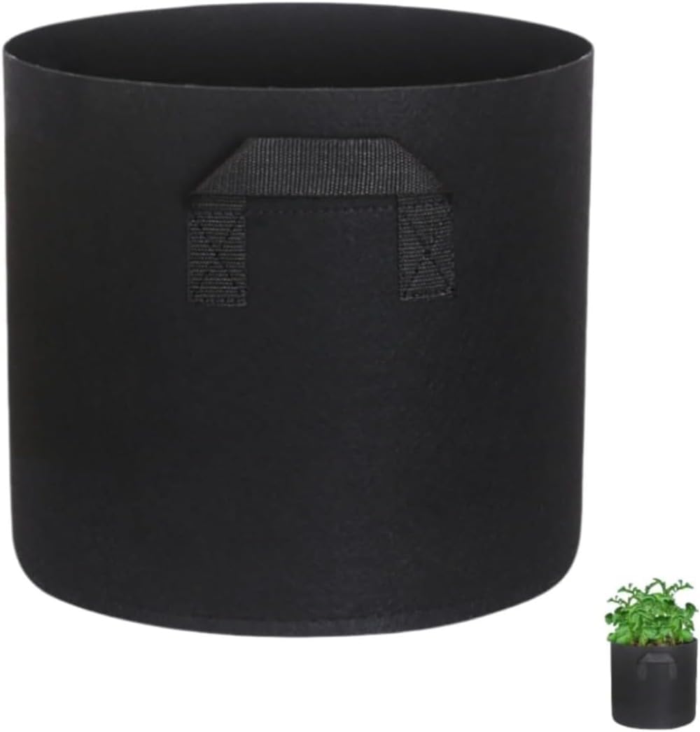 山中勇人 作家鉢 大鉢 y鉢 アガベ パキプス グラキリス 塊根