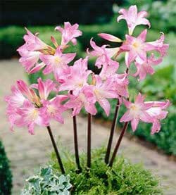 Amazon.com : Naked Lady Amaryllis Belladonna - 2 bulbs : Home & Kitchen