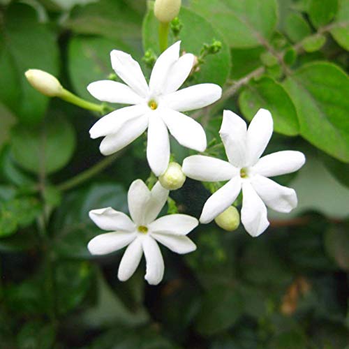 Mphmi Plants Juhi/Jasminum Plant Auriculatum-Creepers & Climbers Flowers Garden Live Plant Nursery Indoor Outdoor Living Plants (B0957F2ZWN) Amazon Price History, Amazon Price Tracker