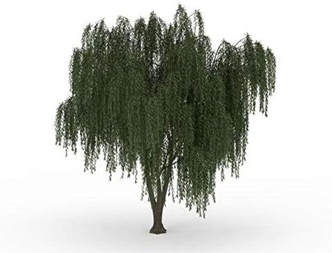 Dwarf Weeping Willow Tree Cutting - Burning Bush Weeping Willow - Unique and Small Indoor/Outdoor Tree Shrub Plant - Excellent Bonsai Tree - Ships Bare Root, No Pot or Soil