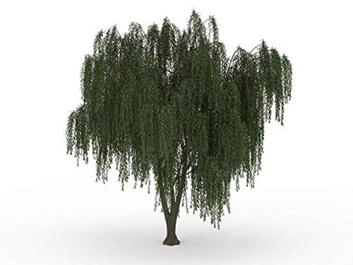 Dwarf Weeping Willow Tree Cutting - Burning Bush Weeping Willow - Unique And Small Indoor/Outdoor Tree Shrub Plant - Excellent Bonsai Tree - Ships Bare Root, No Pot Or Soil #TOP1