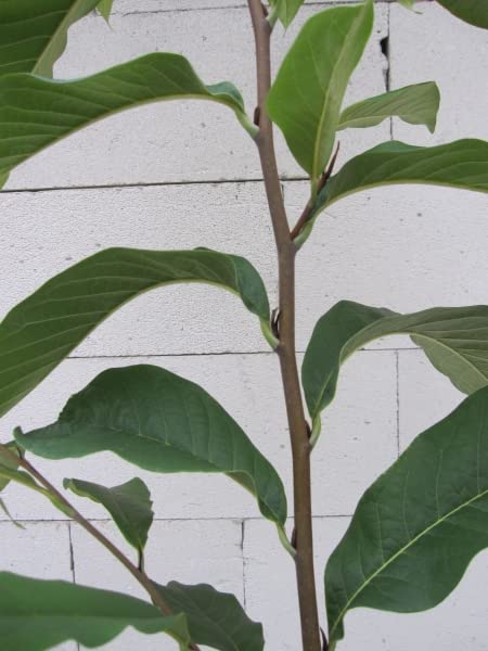 Asimina triloba Sunflower - Indianerbanane Paupau (Pawpaw) - selbstfruchtend 80-100cm
