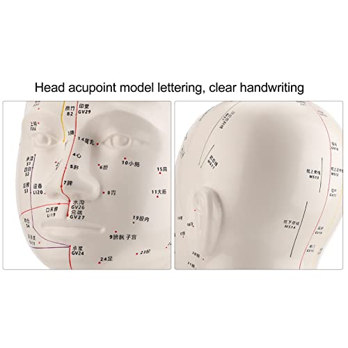 Lettering Acupuncture Model, Acupuncture Learning Tool Head Acupuncture Model for Teaching - Thumbnail 7