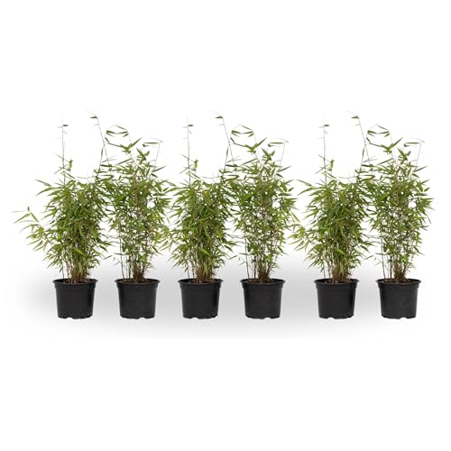 Plant in a Box - Fargesia 'Red Dragon' - Bambou rouge - Set de 6 - Bambou plante exterieur rustique non traçant - Pot 17cm - Hauteur 50-70cm