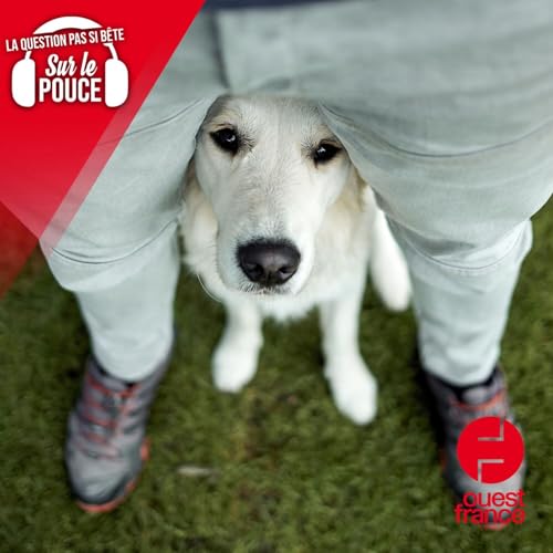 Pourquoi les chiens aiment-ils tant nous renifler l'entrejambe ?