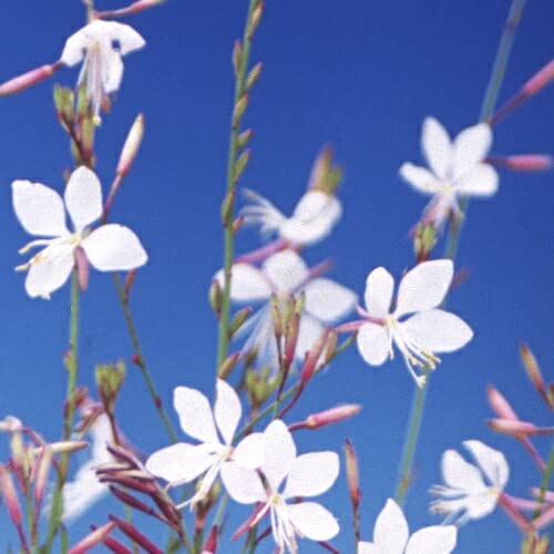 ガウラ 白鳥草 ピンク2白3 3.5寸ポットごと5個 育成苗 植物