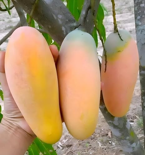 Image of Frash Healthy Live Grated Plant Bari 11 Mangofruit Tree || For Home Garden Outdoor Indoor Plant. (Plant Height 2Ft-2.5Ft)