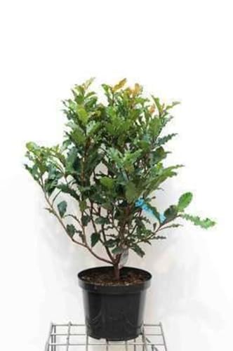 Photinia serr. 'Crunchy'® - Photinia 60-80 cm en pot