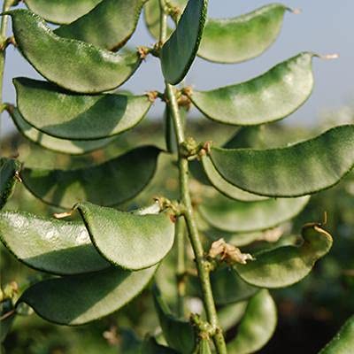Golden Hills Farm hybrid Lablab Bush (Hyacinth/Dolichos Bean/Avarai) 50+ seeds (B096SW4P5Q) Amazon Price History, Amazon Price Tracker