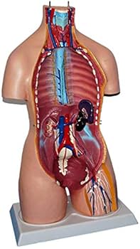 Amazon.co.jp: 人間の解剖モデルセクシャルは85センチメートル