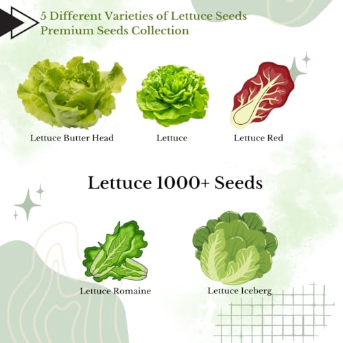 Image of Saphirre Seeds Easy to Grow 5 Lettuce Seeds Combo| Seeds for Home Garden| Lettuce Grand Rapid, Red (Lollo Rosso), Butter Head, Iceberg, Romaine| 1000+ Seeds| Best Gift for Gardeners (Seeds Combo Pack)
