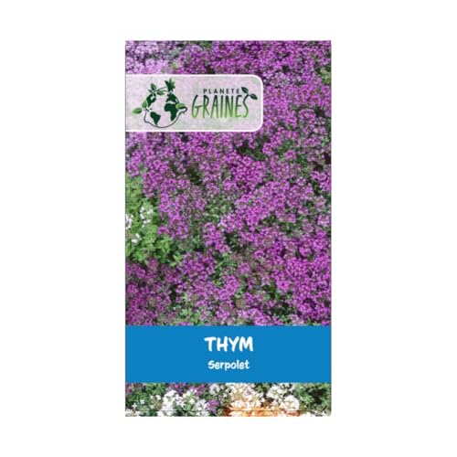 200 Graines de fleurs rampantes thym rampant serpolet - vivace Couvre - sol fleur massif bordure