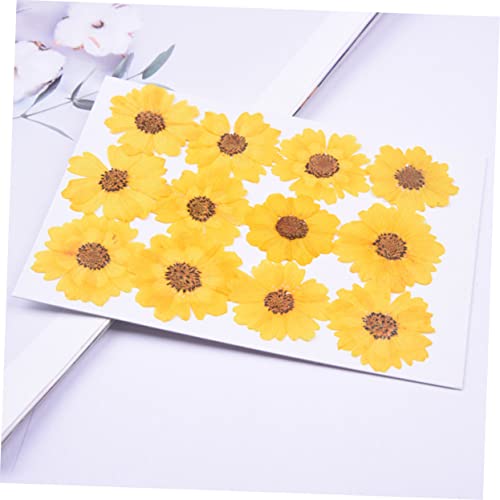 Flores Secas Margaritas 72pcs para Manualidades miniatura 2