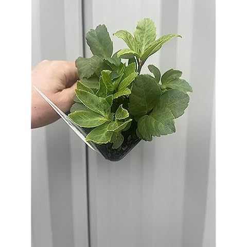 2 x Hellebore Nyger in 9cm Pots Cover