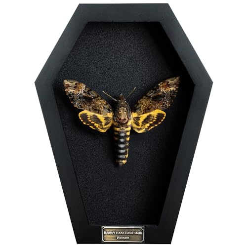 Real Death Head Moth Coffin Frame Taxidermy Skull Moth Bug Curiosities and Oddities Spread Preserved Spooky Gothic Decor for Home Black Shadow Box Artwork Collection Decoration CF18-01-DE-A9