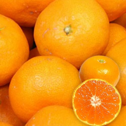 [\tE12{蔭\] a̎RY Ղ̎q݂ ɏ̈i iN (2.5kg P ݂) It[c lo׎YnɂYʂɌ肪܂ ݂̂͂ǂƂĂÂW[V[ ݂ v[g ʕMt