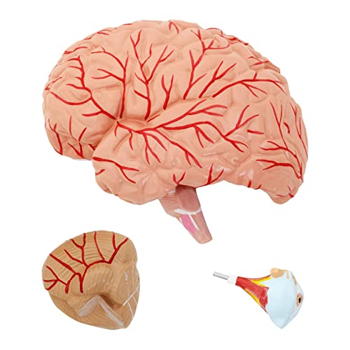 Modèle de cerveau humain amovible 4 parties pour enseignement médical - 3