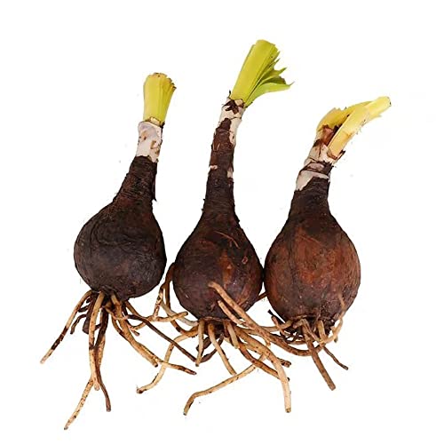 Aurea Lycoris Spider Lily Bulb/Re-Blooming Hurricane Lily Lycoris Radiata for Planting (10 Bulbs)